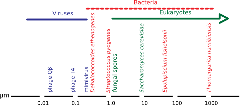 The relative size of microbes