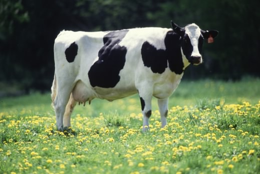 The cow as an example of a ruminant animal