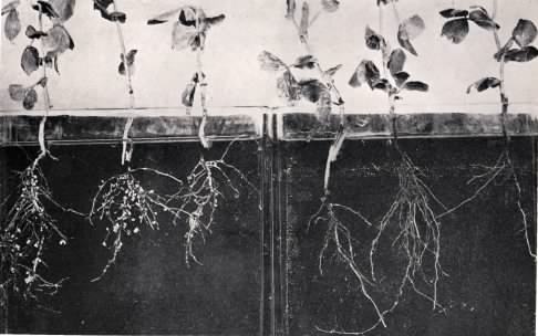 A leguminous plants.