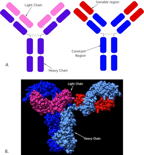 Antibody structure