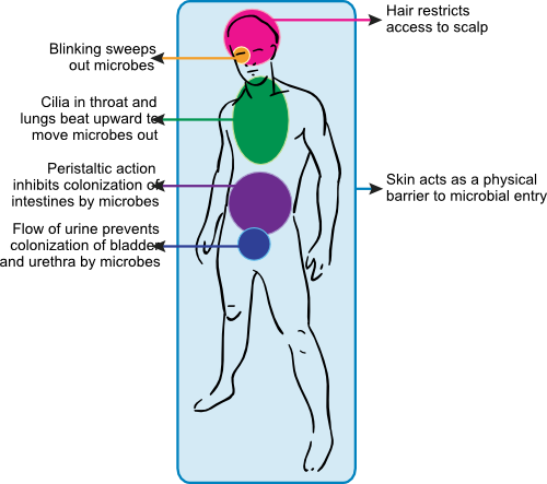 Anatomical immunity