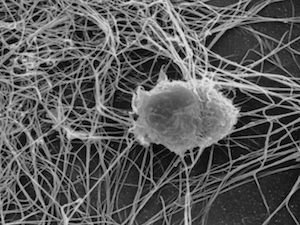 A Dendritic Cell