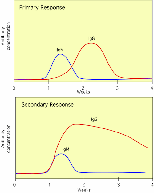 A Graph of Antibody Responses IgM and IgG Titers with 1&deg; and 2&deg; Responses to Antigen.