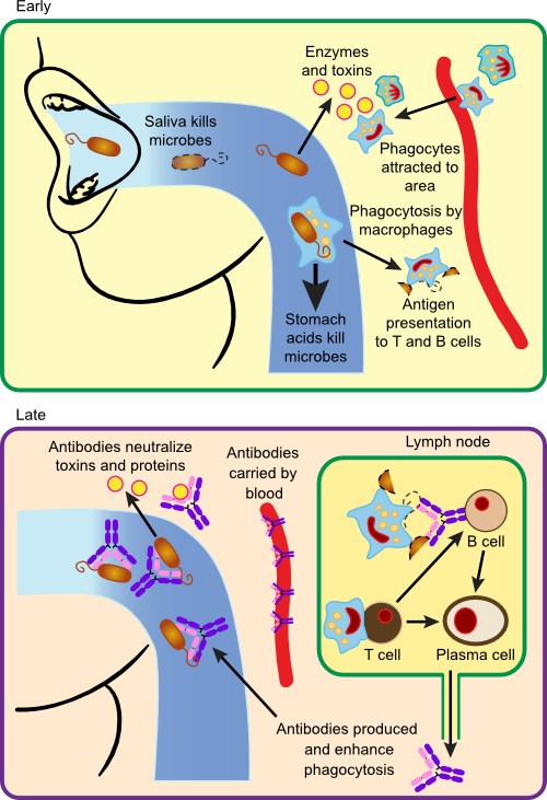 Immune Response to Bacterial Infection with S. pyogenes.