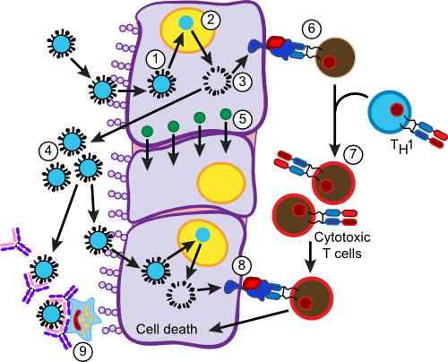 Immune Response to Influenza Infection