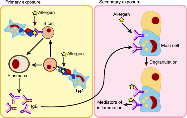 An Anaphylactic Reaction