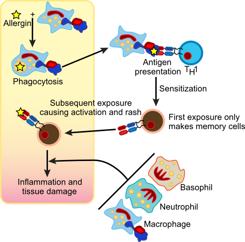 Cell-Mediated Hypersensitivity