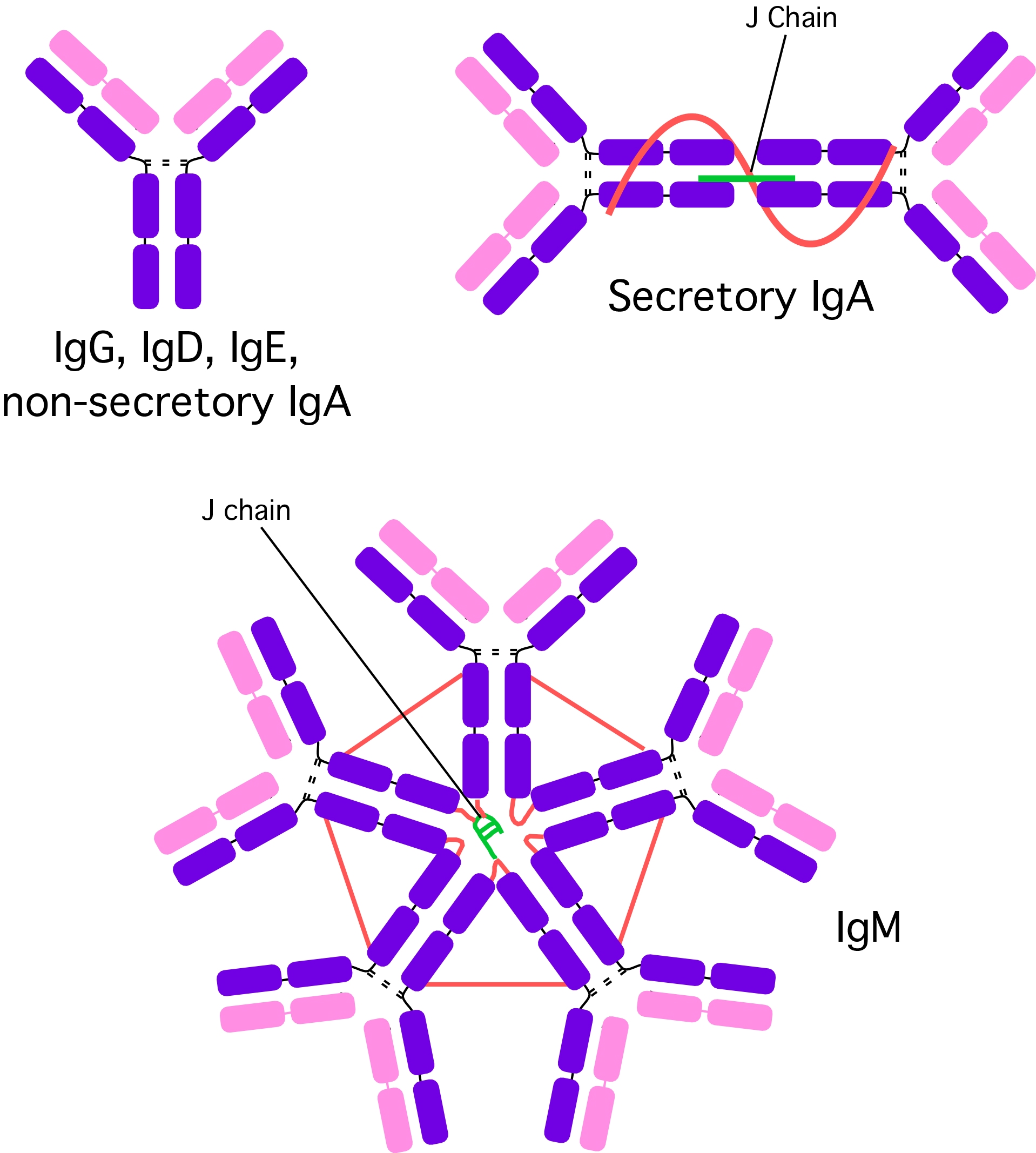 Different Antibody Types