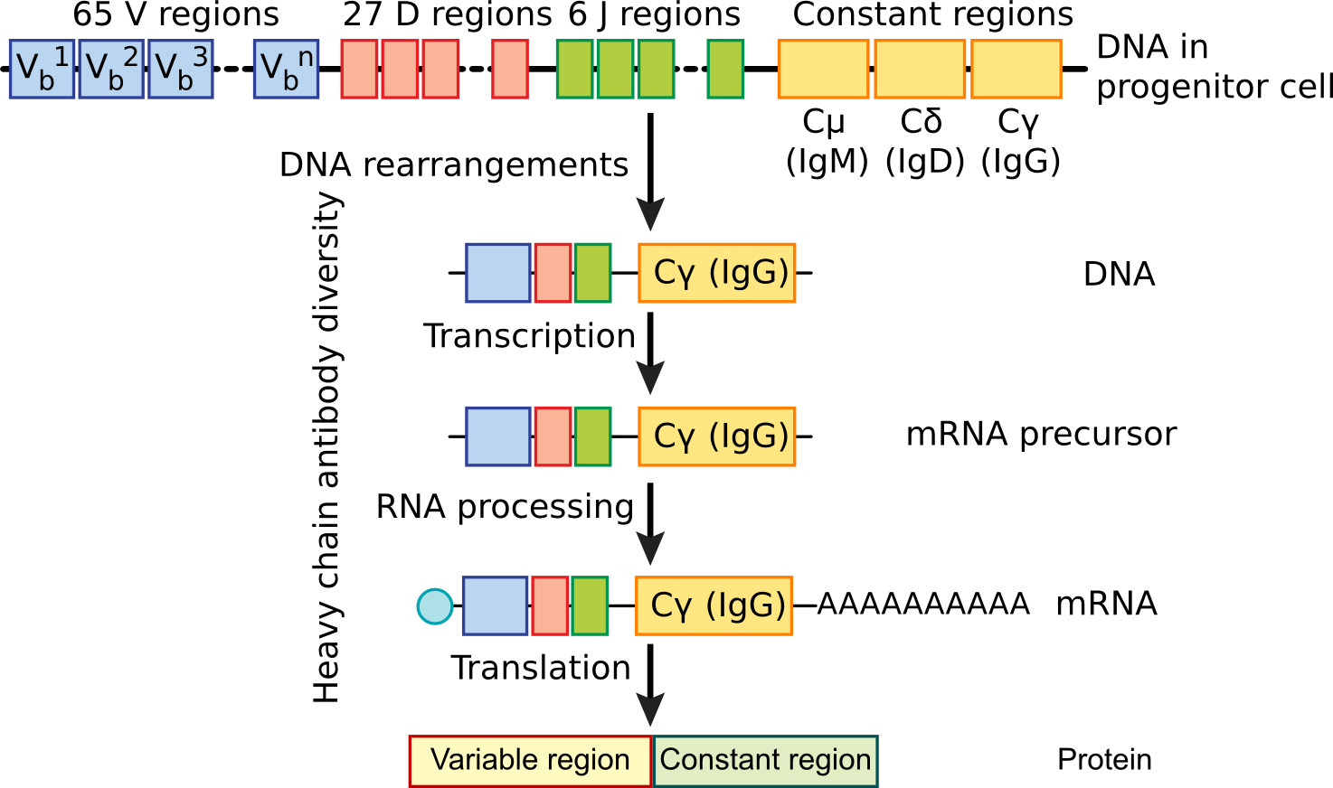 B Cell Differentiation