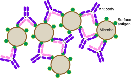 Antibody Agglutination