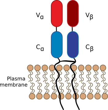 The T-Cell Receptor