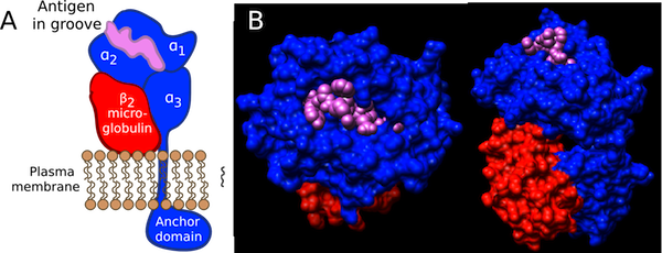 Structure of an MHC I Molecule