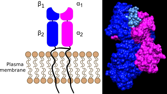 An MHC II molecule