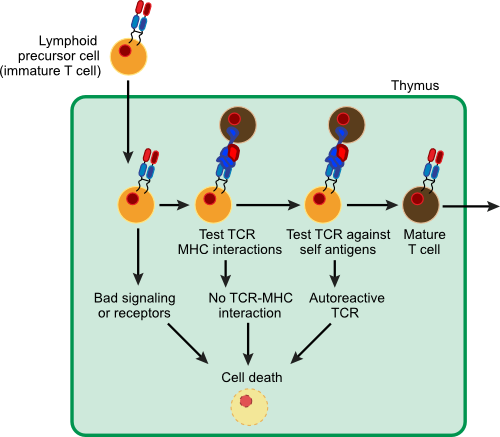 T Cell Maturation