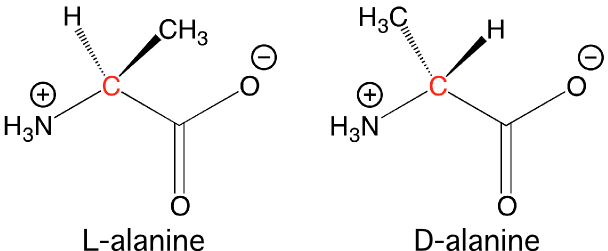 The two isomers of alanine.