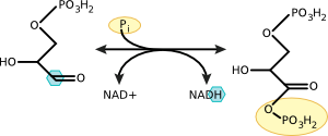 Oxidation of glyceraldehyde 3-phosphate to 1,3 bisphophoglycerate