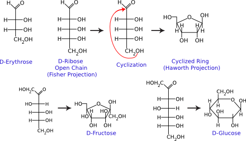 Common monosaccharides