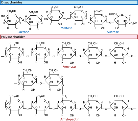 Common disaccharides, trisaccharides and polysaccharides