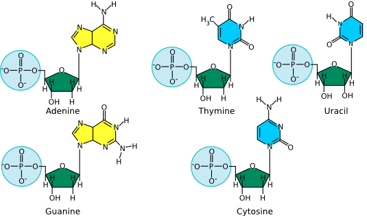 The structure of nucleotides