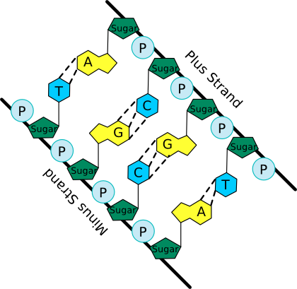 A schematic of the nucleic acid polymer