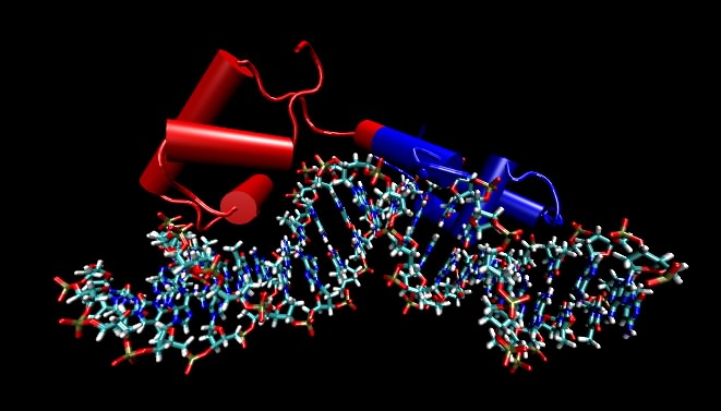 A molecular model of the lac repressor