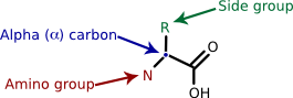 A generalized amino acid