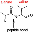 A peptide bond