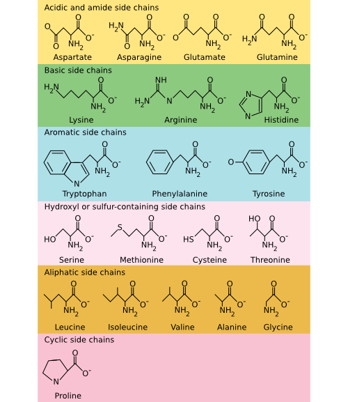 The common amino acids