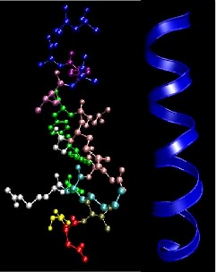 The &alpha; helix motif in proteins