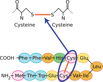 The chemical structure of a sulfhydryl bond