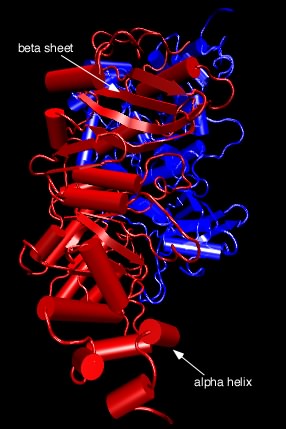 Tertiary structure of ribulose bisphosphate carboxylase.