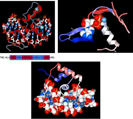 Some common protein motifs