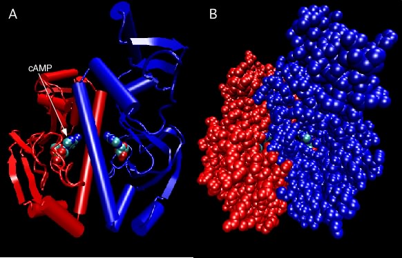 Catabolite Activator Protein structure