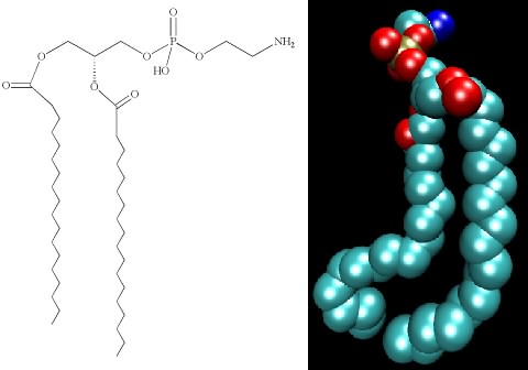 The structure of phosphatidylethanolamine