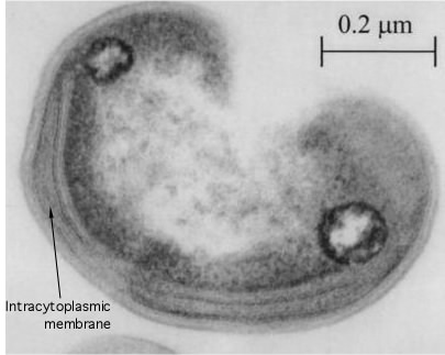 A transmission electron micrograph