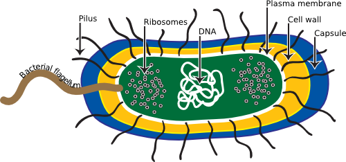 The Generalized Bacteria