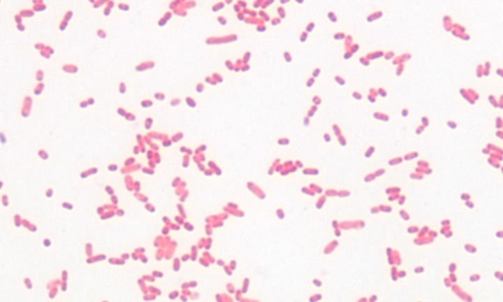 A gram-negative bacterium