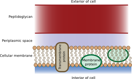 The Gram-positive cell wall