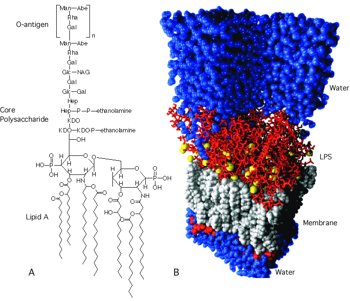 The structure of LPS