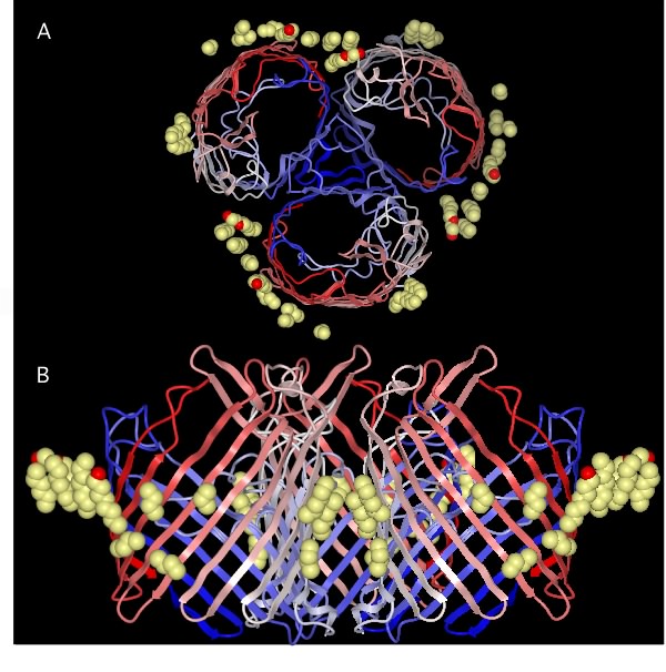 The molecular structure of a porin