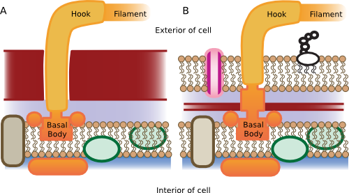 Flagella structure