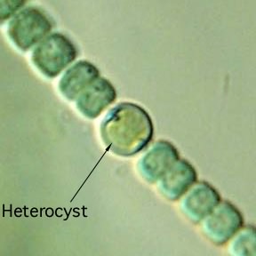 A heterocyst of a filamentous cyanobacteria from the  Anabaena genus