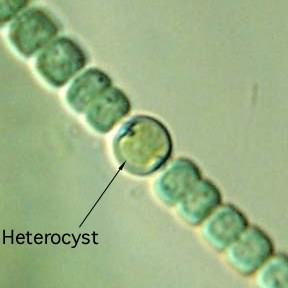 anabaena heterocysts gram stain