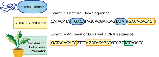 Control elements in bacteria and archaea