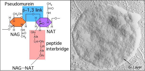 A comparison of cell wall structure in Archaea