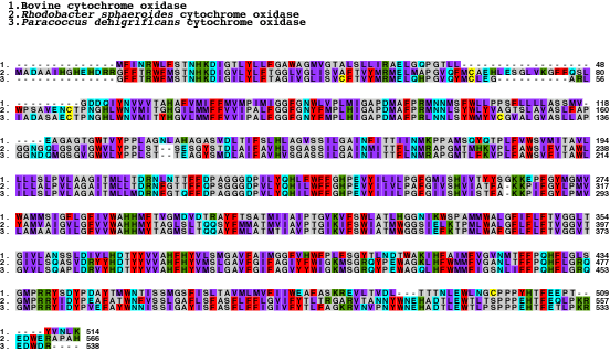 Sequence comparison of cytochrome oxidase from three species