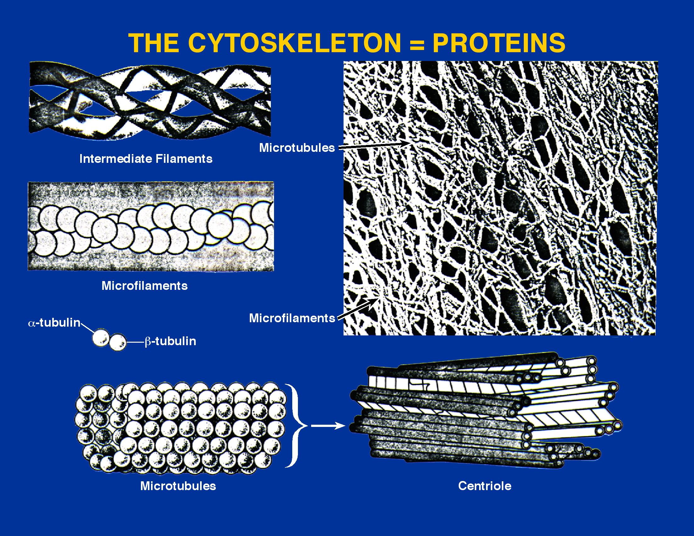 Cytoskeletal elements
