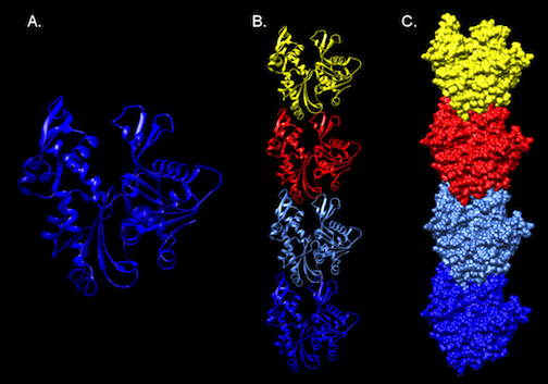 Molecular Structure of MreB