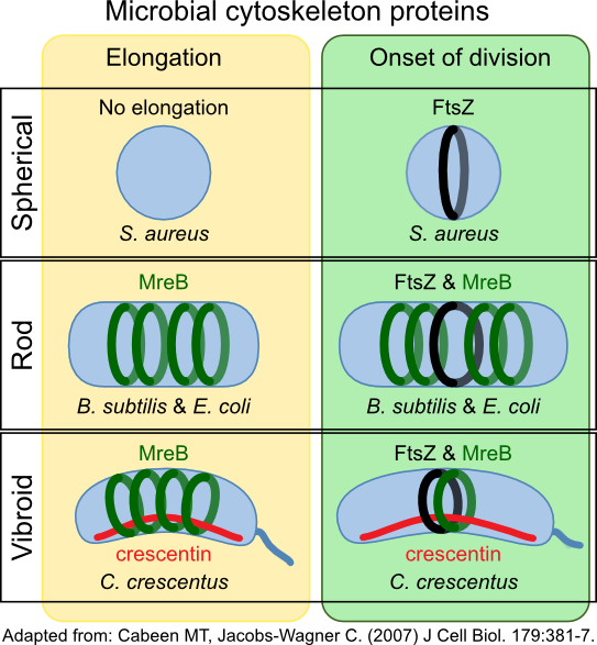 ybaY protein (Escherichia coli K12) - STRING interaction network