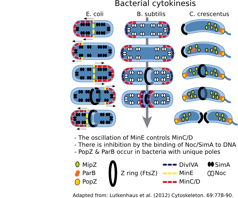 Regulation of cell division